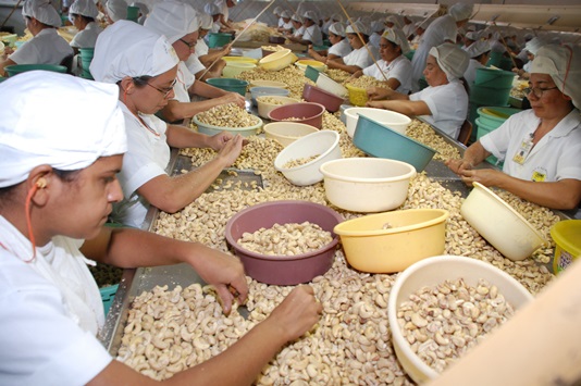 Ceará se consolida como maior exportador de castanha do Brasil